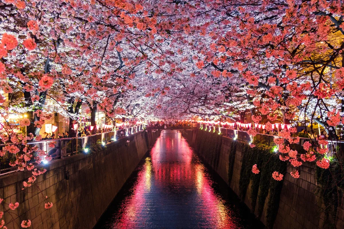 Hanami Picnic Guide